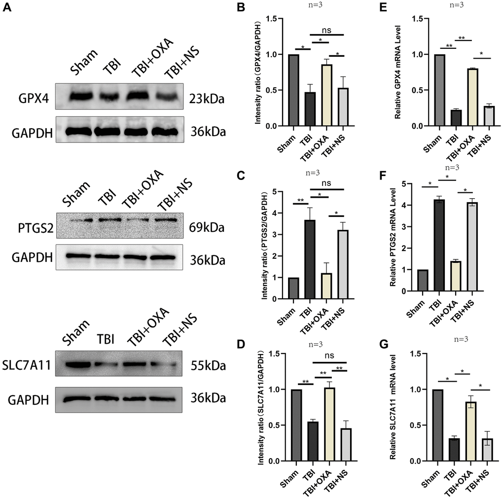 Changes in markers related to ferroptosis following OXA treatment. (A) Expression of GPX4, SLC7A11, and PTGS2 in injured peripheral cortex of rats following TBI was found via western blotting. (B–D) Western blot quantitative data for different groups. (E–G) Relative mRNA levels of GPX4, SLC7A11, and PTGS2 in injured peripheral cortex of rats in each group 24 hours after TBI. Findings are shown as mean ± standard deviation. *P **P ***P 