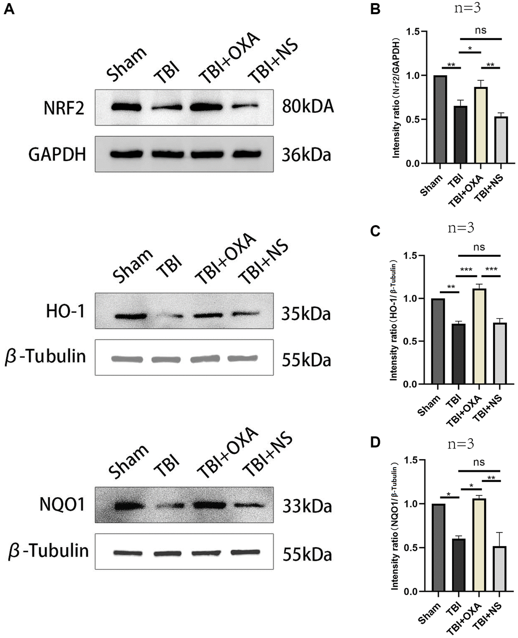 OXA influences on Nrf2/HO-1 signal pathway in injured peripheral cortex in TBI model rats. (A) Typical western blot bands. (B–D) Quantification of relative expression levels of HO-1, NRF2 and NQO1. Statistical data are shown in mean ± SEM. *P **P ***P 