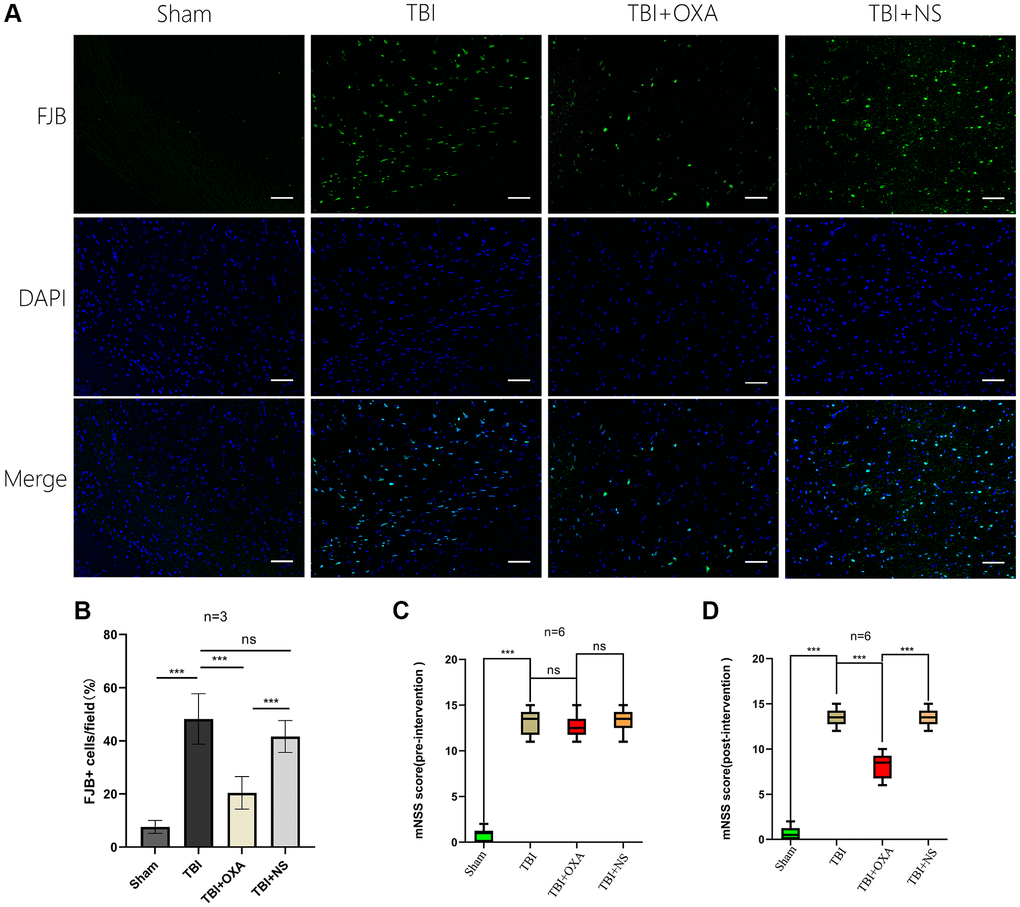 OXA inhibits neuronal degeneration in the contused peripheral cortex after TBI and improves neural function after TBI. (A) Typical images of Fluoro Jade B (FJB) staining of injured peripheral cortex 24 hours after injury. (B) Quantitative analysis showed number of FJB positive cells in TBI group remained greater in contrast with sham operation group. OXA effectively reduces number of degenerated neurons in contusion surrounding cortex following TBI. Data are shown as mean ± standard deviation. (C) Neurological functions were analysed via mNSS before treatment with OXA. There was no significant difference in mNSS scores between the TBI, TBI+OXA and TBI+NS group. Data are shown as median (P25, P75). (D) Neurological functions were analysed via mNSS 24 hours following TBI. Score in either TBI or TBI+NS group was tremendously greater relative to sham operation group, and OXA treatment reduced neurological deficit score. Data are shown as median (P25, P75), *p **p ***p nsp > 0.05.