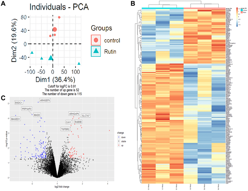 Transcriptome analysis of rutin effects on osteogenic differentiation of MSCs. (A) Principal component analysis (PCA) plot of the transcriptome data. (B) Heatmap of relative expression of genes across samples. (C) The volcano plot shows the differentially expressed genes (DEGs).