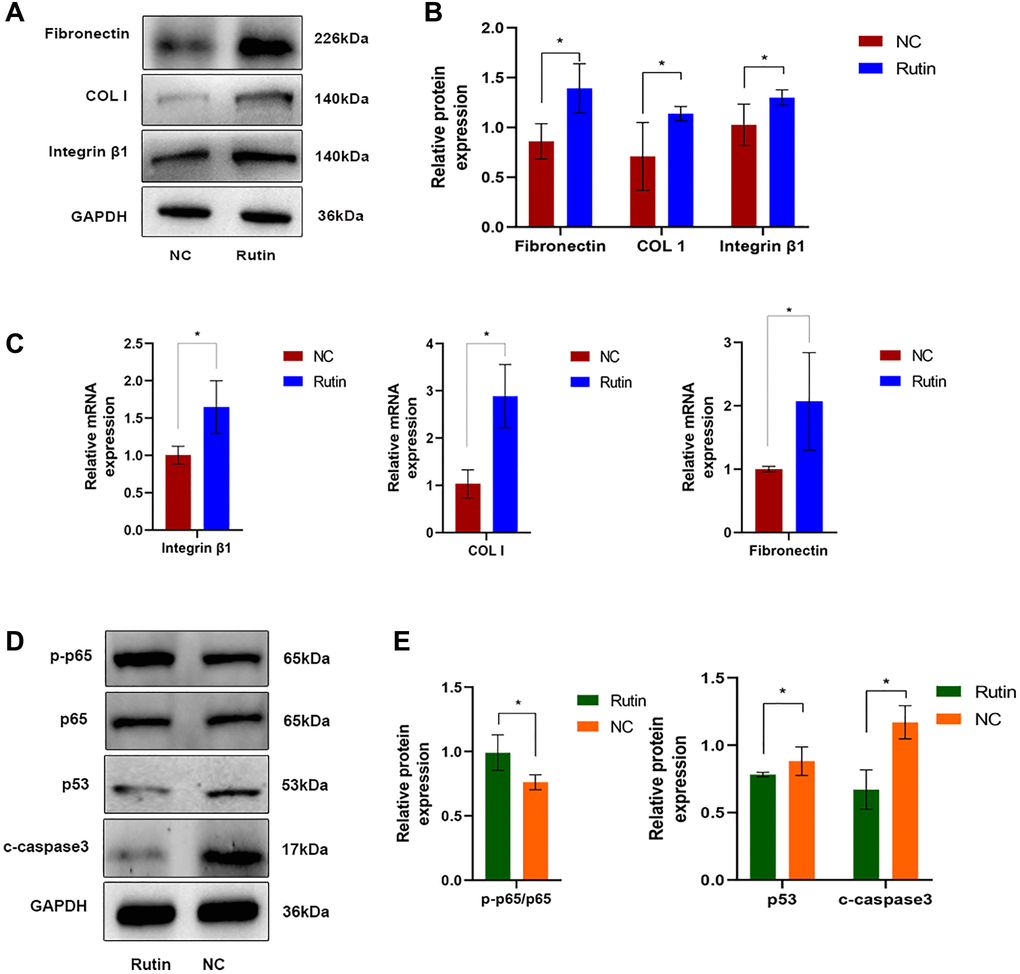 Rutin inhibits TP53 (p53) activity and promotes ECM deposition during osteogenic induction. (A, B) The protein expression of fibronectin, COL-I and integrin β1 in MSCs of the rutin and control groups. (C) Real-time RT-PCR analysis showed that the expression of ECM-related makers (fibronectin, COL-I) and integrin β1 were significantly enhanced by rutin treatment. (D, E) The protein expression of p65, p53, and cleaved caspase3 in MSCs of the rutin and control groups. The quantitative data were expressed as the mean ± S.D. of three independent experiments (*p 