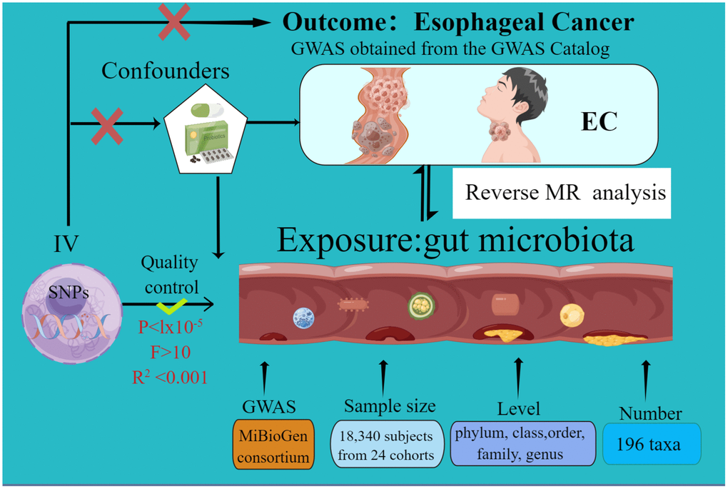 The study design of the present Mendelian randomization study of the associations of the gut microbiota and esophageal cancer risk.
