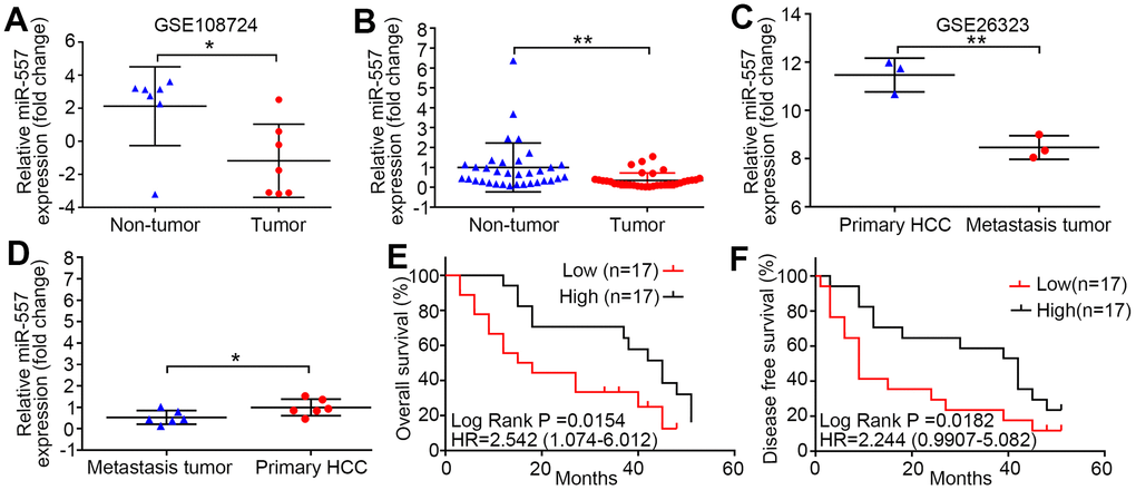 MiR-557 down-regulation in HCC predicts poor prognosis and metastasis of HCC. (A) Relative expression of miR-557 in HCC tissues and adjacent non-tumor tissues of GEO database (GSE108724). (B) Relative miR-557 expression in HCC tissues and adjacent non-tumor tissues. (C) Relative expression of miR-557 in primary HCC tissues and pulmonary metastasis of HCC tissues of GEO database (GSE26323). (D) Relative miR-557 expression in primary HCC tissues and paired pulmonary metastasis of HCC tissues. (E) The relationship between the expression level of miR-557 and overall survival of HCC patients. (F) The relationship between the expression level of miR-557 and disease-free survival of HCC patients. (*P**P