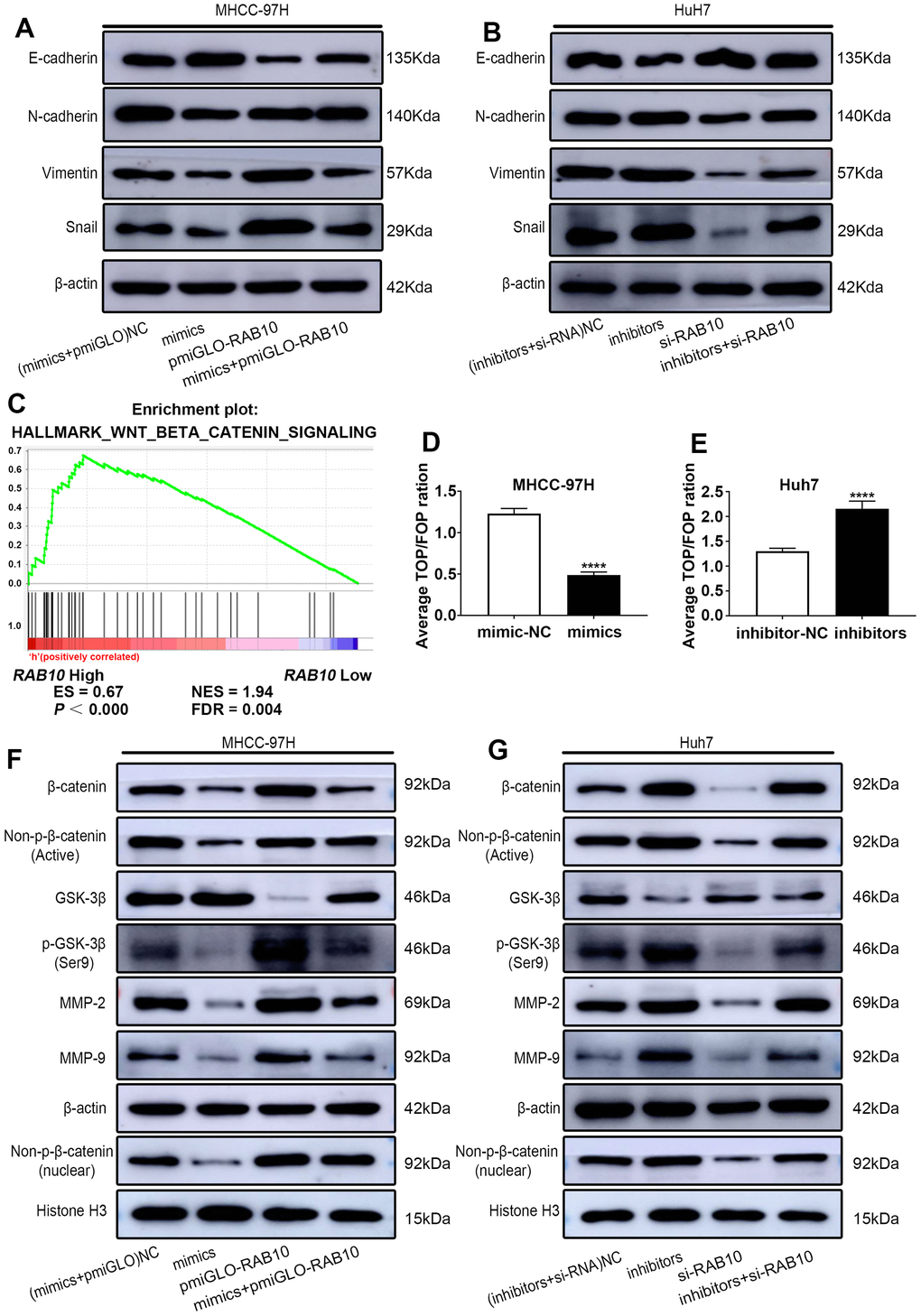 MiR-557 targets RAB10 to affect the process of EMT and inhibit Wnt/β-catenin signaling. (A) The protein of EMT process of NC cells, miR-557-overexpression cells, RAB10-overexpression cells, co-transfected miR-557 mimics and pmirGLO-RAB10 cells of MHCC-97H. (B) The protein of EMT process of NC cells, miR-557-down-expression cells, RAB10-down-expression cells, co-transfected miR-557 inhibitors and siRAB10 cells of Huh7. (C) GSEA of RAB10 expression and Wnt/β-catenin signaling. (D, E) TOP-flash/FOP-flash assays of mimic-NC cells and miR-557-overexpression cells of MHCC-97H, and TOP-flash/FOP-flash assays of inhibitor-NC cells and miR-557-inhibition cells of Huh7 cells. (F) Western blot analysis of AKT/FOXO3a signaling-related proteins in NC cells, miR-557-overexpression cells, RAB10-overexpression cells, co-transfected miR-557 mimics and pmirGLO-RAB10 cells of MHCC-97H. (G) Western blot analysis of AKT/FOXO3a signaling-related proteins in NC cells, miR-557-down-expression cells, RAB10-down-expression cells, co-transfected miR-557 inhibitors and siRAB10 cells of Huh7. All blots were cut prior to hybridisation with antibodies during western blotting. (****P
