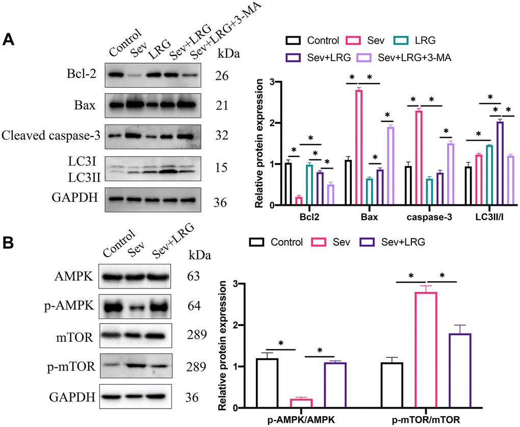 LRG remarkably inhibited apoptosis but up-regulated autophagy condition. (A) Apoptosis and autophagy related proteins were measured and analyzed; (B) The influence of LRG on AMPK/mTOR signaling pathway was analyzed *p 