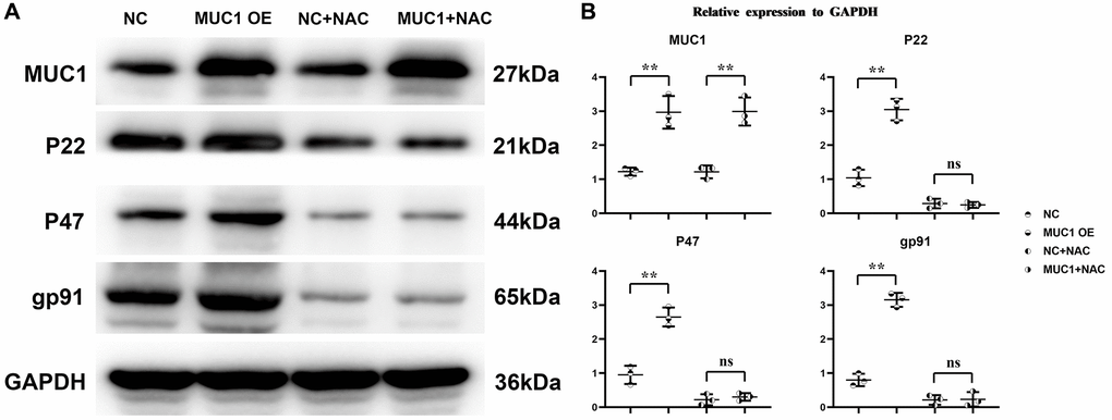MUC1 can promote oxidative stress levels in macrophages. (A) Protein bands of MUC1, P22, P47 and gp91. (B) Statistics of relative protein expression levels of MUC1, P22, P47 and gp91. N = 3; **P nsP > 0.05.