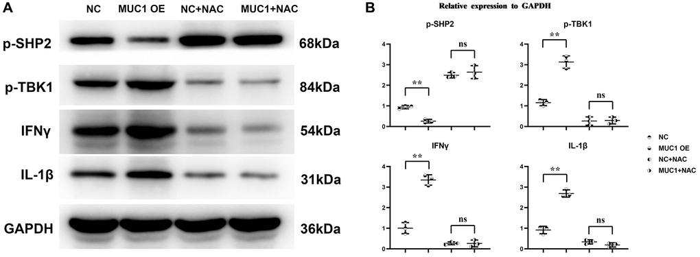 MUC1 can promote inflammatory responses in macrophages. (A) Protein bands of p-SHP2, p-TBK1, IFN-γ and IL-1β. (B) Statistics of relative protein expression levels of p-SHP2, p-TBK1, IFN-γ and IL-1β. N = 3; **P nsP > 0.05.