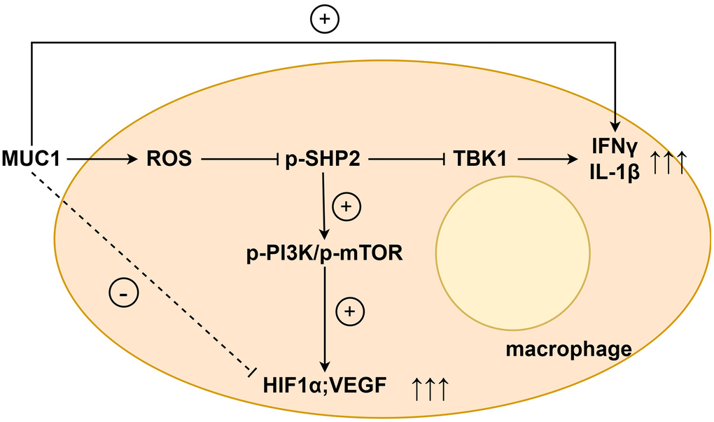 MUC1 promotes RIF by regulating macrophage ROS-SHP2 signaling pathway to up-regulate inflammatory response and inhibit angiogenesis.