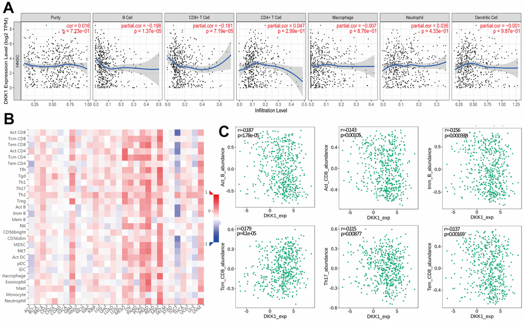 Correlation between DKK1 expression and immune cell infiltration levels in human cancers, based on information in the TIMER and TISIDB databases. (A) DKK1 expression levels in HNSCC tissues correlated negatively with the levels of B cell and CD8+ T cell infiltration into tumors. (B) Relations between DKK1 expression and the levels of 28 types of TILs in human heterogeneous cancers. (C) The top six TILs displayed significant differences in Spearman correlation coefficients with DKK1-expression differences in HNSCC.
