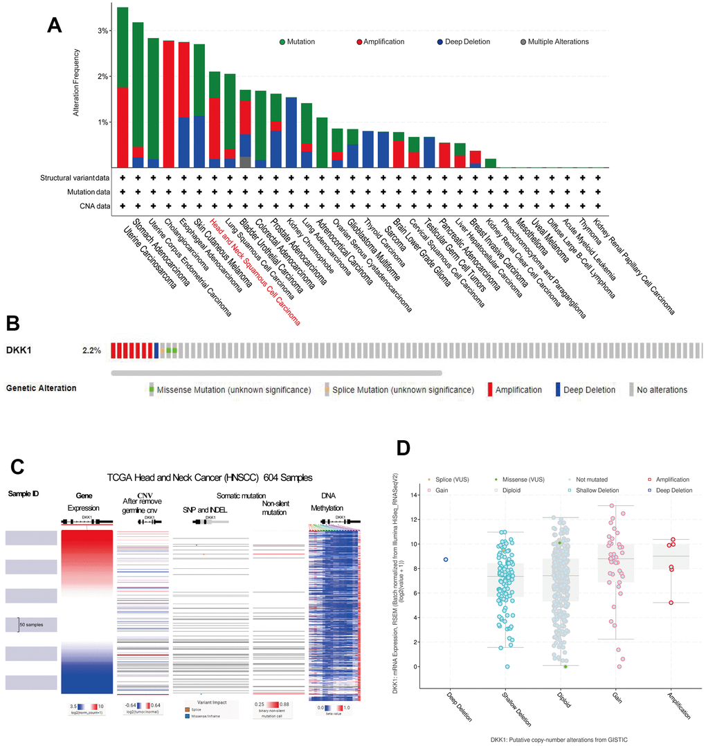 Gene expression, CNV, and mutation feature analysis of DKK1 expression. (A) CNA and mutation-frequency data related to DKK1 expression in different tumor types were accessed from cBioPortal. (B) The alteration frequencies of different mutation types in HNSCC were displayed using the cBioPortal tool. (C) Heatmap showed correlations between DKK1 mRNA expression levels and CNVs, somatic mutations, and DNA methylation in HNSCC, based on information in the UCSC Xena database. (D) A plot showed the relationship between DKK1 mRNA expression and CNAs in the DKK1 gene in HNSCC tumors, as determined using the cBioPortal tool.