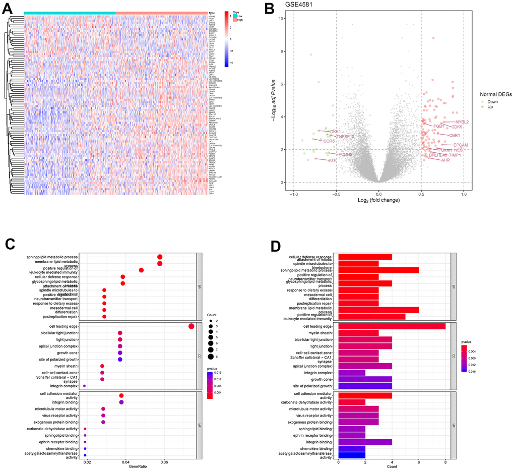Differentially expressed genes and enrichment analysis in different RAB22A groups. (A, B) The differentially expressed genes of high and low RAB22A groups were presented by heatmap and volcano plot. (C, D) GO enrichment analysis was performed on differentially expressed genes.
