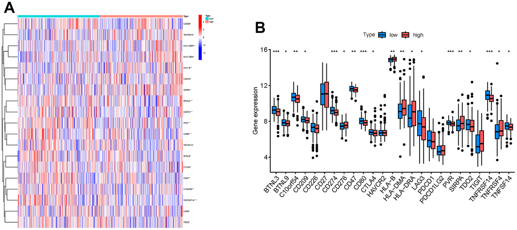 Relationship between RAB22A and immune checkpoint genes. (A) Heatmap showed the gene expression level of immune checkpoint genes in high and low RAB22A groups. (B) Boxplot showed the gene expression level of immune checkpoint genes in high and low RAB22A groups.