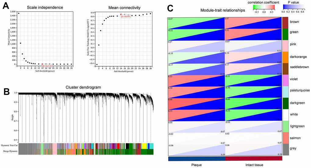 Construction of the co-expression network for carotid atherosclerotic plaque. (A) Identification of soft threshold power (β); (B) Clustering dendrogram to find co-expression modules; (C) The identification of key modules related to sample traits.