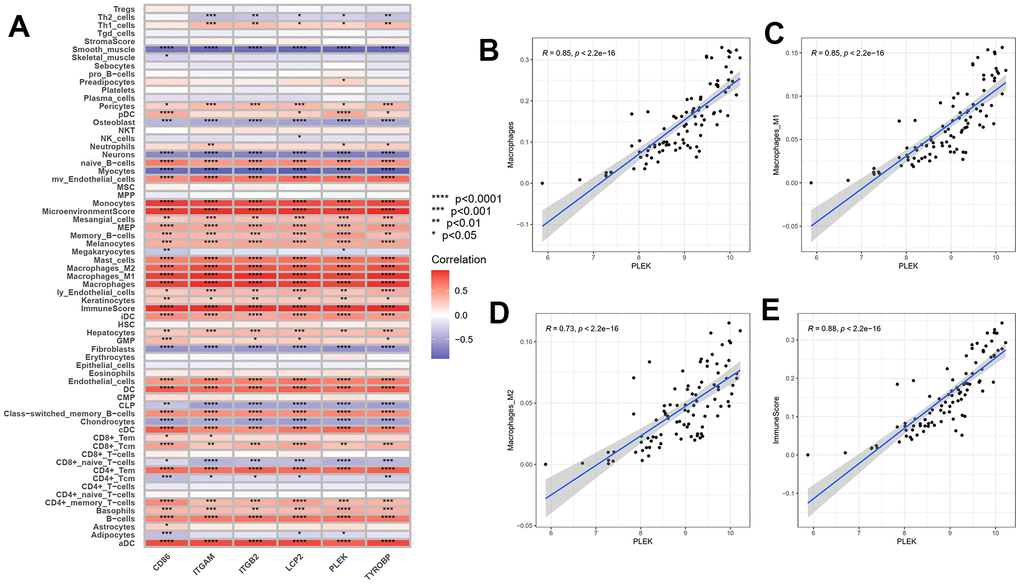 Correlation between gene expressions and the relative percentages of 64 cell types. (A) The heatmap of correlation between six hub genes and lymphoid cells, myeloid cells and stomal cells. (B–E) Scatterplots illustrate the exact relationship between the PLEK expression and the relative proportion of macrophages M0(R=0.85, p