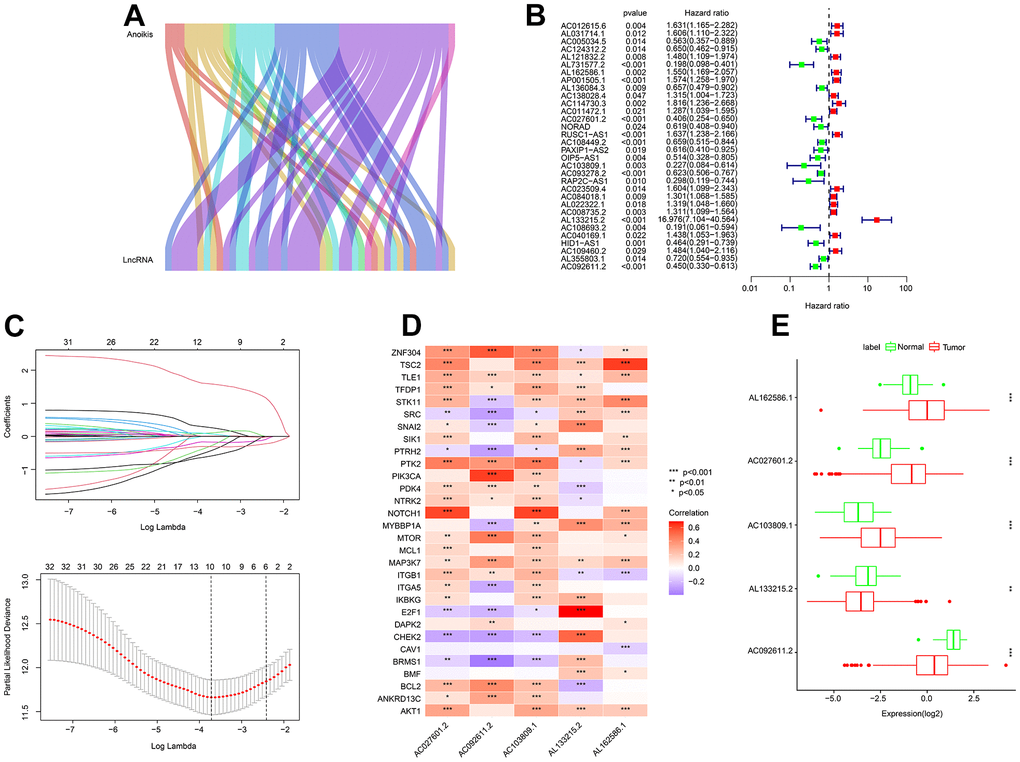 Identification of prognostic ARLs. (A) Identification of lncRNAs associated with anoikis-related genes by the Sankey diagram. (B, C) Prognostic ARLs identification via univariate-LASSO analysis. (D) Correlation analysis of the prognostic ARLs and ARGs. (E) The expression profiler of prognostic ARLs in the normal and tumor groups.