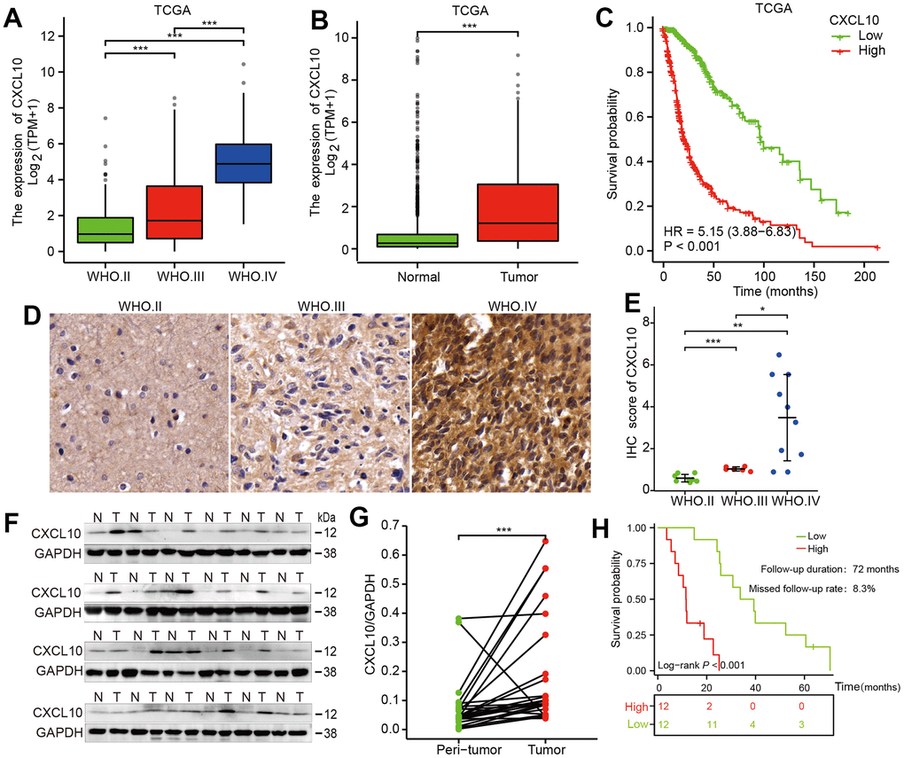 CXCL10 is upregulated in glioma tissues and positively associated with tumor progression and poor prognosis. (A) Statistical evaluation of CXCL10 expression across different grades of glioma in the TCGA database. (B) analysis of CXCL10 expression in GBM tumor tissues compared to normal brain tissues using data from the TCGA database. (C) Survival curves showing the overall survival (OS) stratified by CXCL10 expression levels in glioma patients, based on TCGA data. (D, E) Comparative analysis of CXCL10 expression in 24 paired tumor and peritumor tissues from glioma patients. (F, G) examination of CXCL10 expression in GBM tumor tissues compared to normal brain tissues in 24 glioma cases. (H) OS analysis in a cohort of 24 glioma patients stratified by CXCL10 expression.
