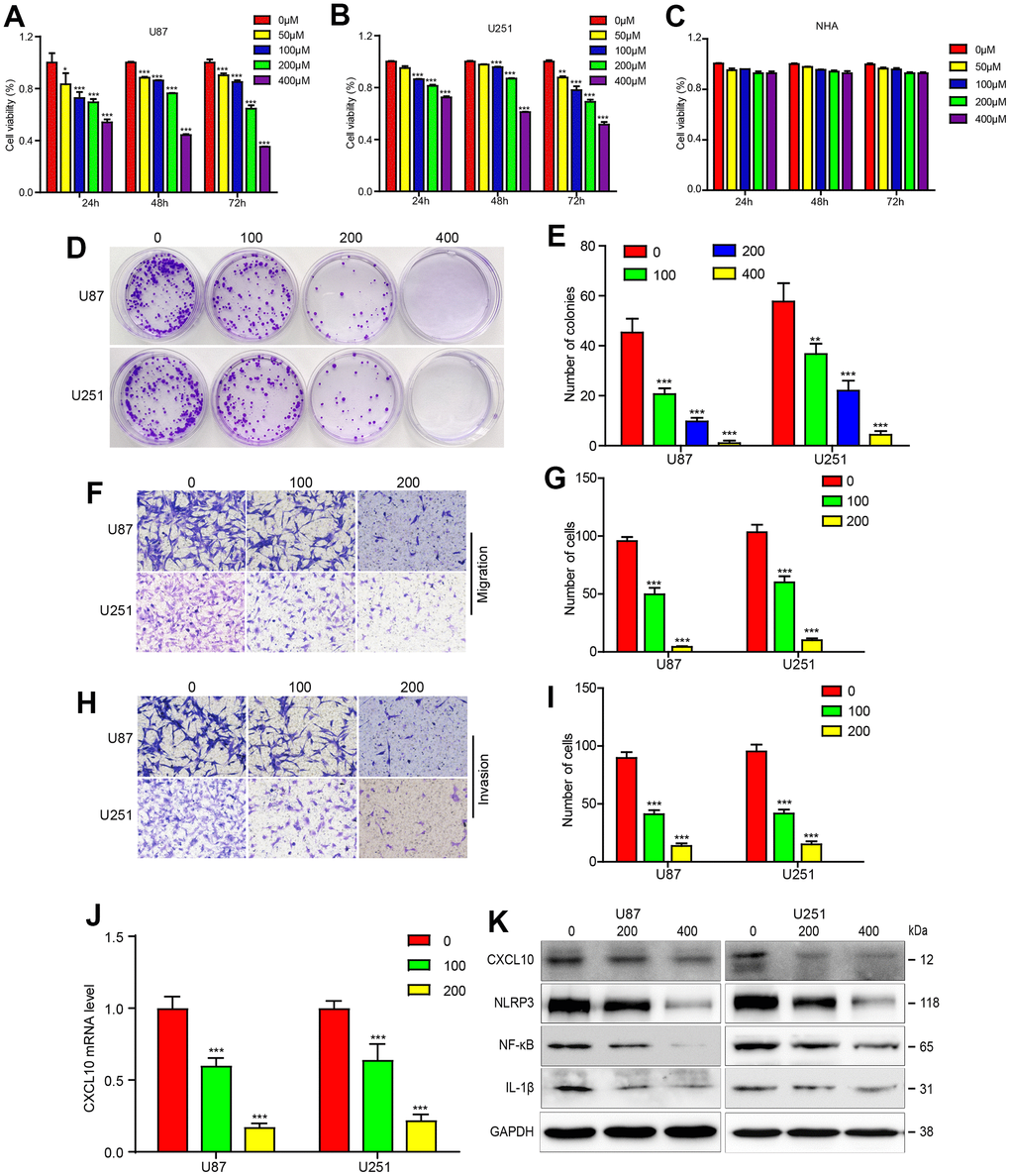 Calycosin suppressed GBM progression and downregulated CXCL10 pathway in U87 and U251 cells. (A–C) The CCK8 experiment were performed in U87, U251 and HNA cells with the different concentrations of calycosin. (D, E) Cell colony formation in glioblastoma cells with CA treatments as indicated dose. (F–I) U87 and U251 cells were treated with the indicated dose of CA for 24 hours, and transwell assay was applied to examine the migration and invasion. (J) RT-PCR was applied to detect the mRNA level after indicated dose of CA. (K) U87 and U251 cells were performed with the different dose of CA for 24 hours and western bolt was applied to detect the protein expression levels of CXCL10 pathway. *P