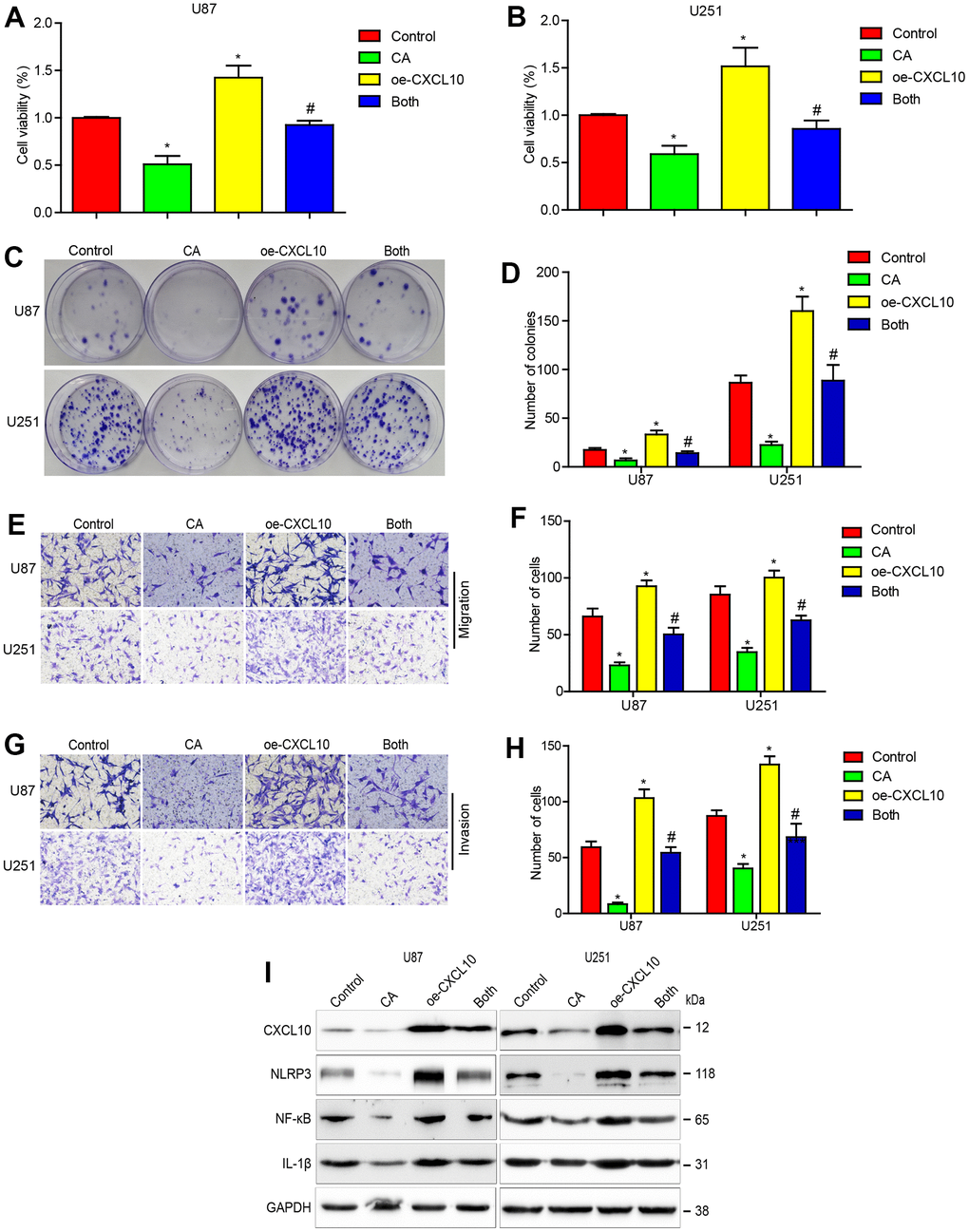 CXCL10 overexpression reduces the effects of calycosin on cells proliferation, migration, invasion and CXCL10 signaling in GBM. (A–D) Effect of CXCL10 overexpression on calycosin in U87 and U251 cell proliferation. (E–H) Effect of CXCL10 overexpression on calycosin in U87 and U251 cell migration and invasion. (I) Overexpressing CXCL10 rescues calycosin-induced CXCL10, NLRP3, NF-κB and IL-1β downregulation. Control: GFP lentivirus transfection; CA: GFP lentivirus transfection + 200μM calycosin; oe-CXCL10: lentivirus transfection CXCL10; Both: lentivirus transfection CXCL10 + 200μM calycosin. *P #P 