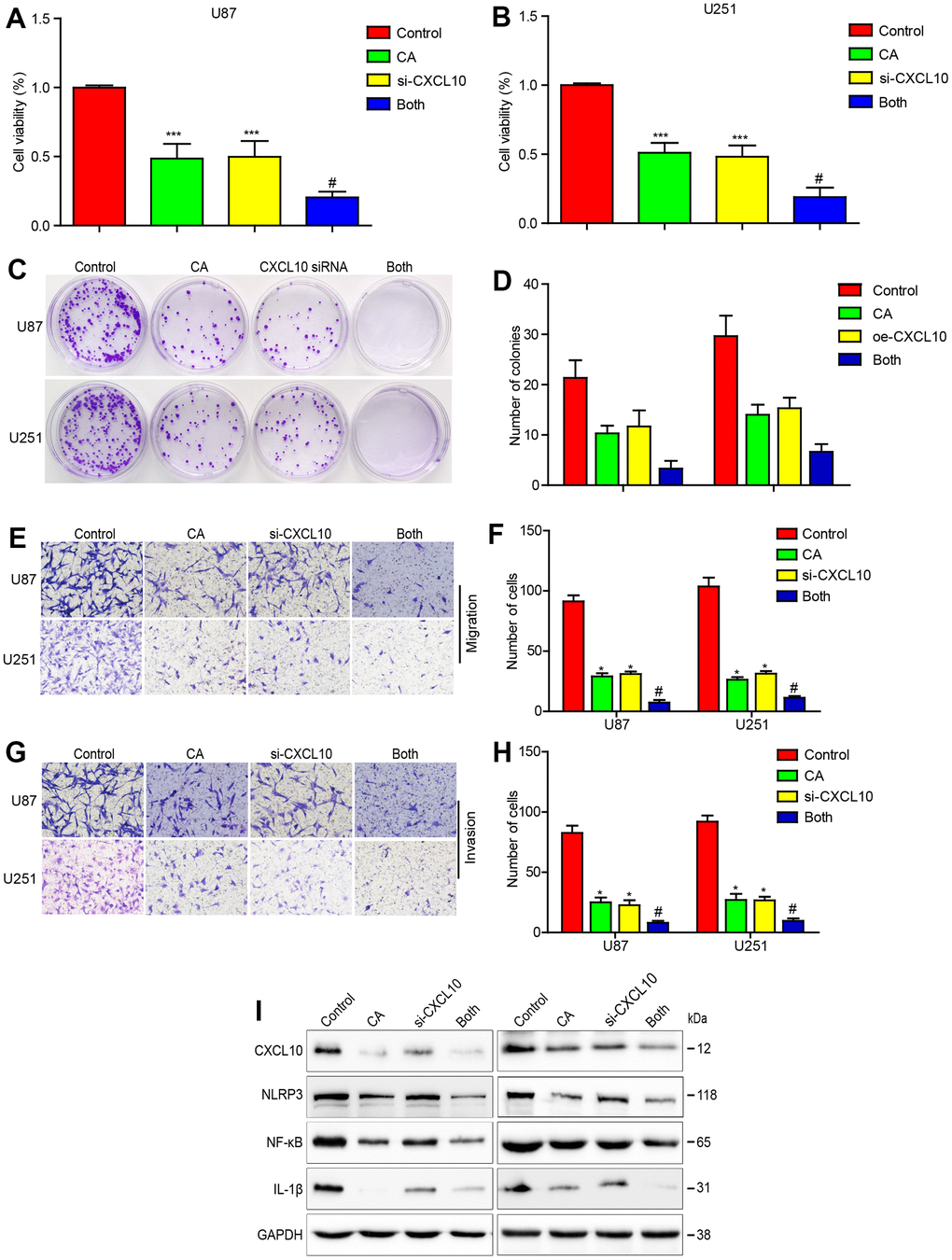 Downregulating CXCL10 enhances the effects of calycosin on cell proliferation, migration, invasion and CXCL10 signaling in GBM. (A–D) Effects of CXCL10 knockdown on calycosin in U87 and U251 cell proliferation. (E–H) Effects of downregulating CXCL10 on calycosin in U87 and U251 cell migration and invasion. (I) Downregulating CXCL10 promotes calycosin-induced CXCL10, NLRP3, NF-κB and IL-1β downregulation. Control: siRNA negative control transfection; CA: siRNA negative control transfection + 200μM calycosin; CXCL10: CXCL10 siRNA transfection; both: CXCL10 siRNA transfection + 200μM calycosin. *P #P 