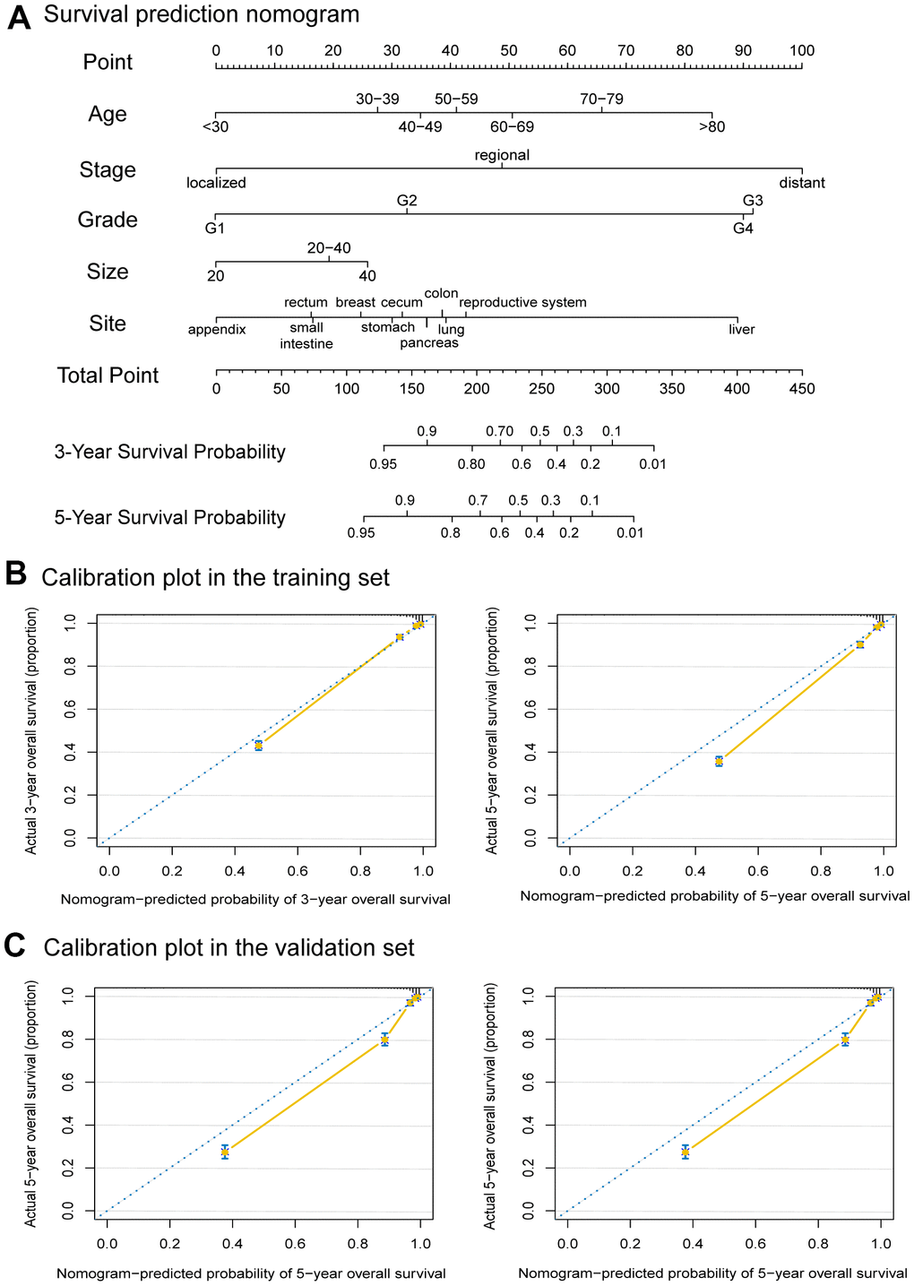 Nomogram to predict the 3-Year and 5-Year survival probabilities of female neuroendocrine neoplasms (fNENs) patients and the calibration of the nomogram using the training and validation sets. (A) Points for age, disease stage, tumor grade, tumor size, and primary tumor site are obtained by drawing a line upward from the corresponding values to the “Points” line. The sum of the points of these 5 factors is located on the “Total points” line, and a line projected down to the bottom scales determines the probabilities of 3-year and 5-year overall survival (OS). (B) Calibration plots of the nomogram for 3-year and 5-year survival probabilities in the training set. (C) Calibration plots of the nomogram for 3-year and 5-year survival probabilities in the validation set.