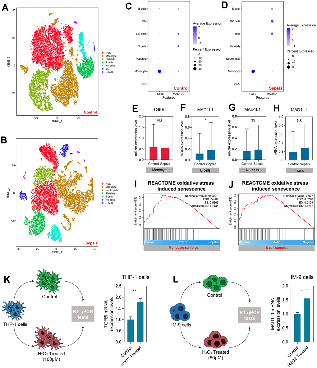 TGFBI and MAD1L1 were associated with monocyte and B cell senescence, respectively. (A, B) Clustering and cell type annotation of cells isolated from healthy control (A) and sepsis (B) subjects. (C, D) Levels of TGFBI and MAD1L in different cells isolated from control (C) and sepsis (D) subjects. (E–H) Levels of TGFBI in monocytes from control and sepsis subjects (E), and levels of MAD1L1 in B cells (F), NK cells (G), and T cells (H) from control and sepsis subjects. (I, J) Positive association between TGFBI with oxidative stress-induced senescence in monocytes (I), and MAD1L with oxidative stress-induced senescence in B cells (J). (K, L) Up-regulation of TGFBI in THP-1 cells treated with H2O2 (K), and up-regulation of MAD1L1 in IM-9 cells treated with H2O2 (L). Abbreviations: scRNA-seq: single-cell RNA sequencing; *P 