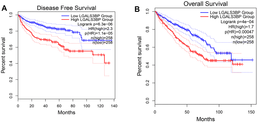 The prognostic value of LGALS3BP in KIRC. (A) Disease-free survival in ccRCC patients with high or low LGALS3BP expression (GEPIA2). (B) Overall survival in ccRCC patients with high or low expression of LGALS3BP (GEPIA2).