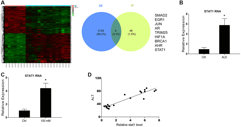 STAT1 is found as an upstream factor of miR-99b by microarray analysis in ALD mouse model. (A) The microarray analysis was performed in ALD mice. The mRNA heatmap was shown. The overlap was performed using microarray analysis and TransmiR v2.0 database. (B) The expression of STAT1 was measured by qPCR in ALD mice. (C) The expression of STAT1 was measured by qPCR in AML-12 cells treated with 100 mM EtOH. (D) The correlation of STAT1 with ALT levels was analyzed in ALD mice. *P 