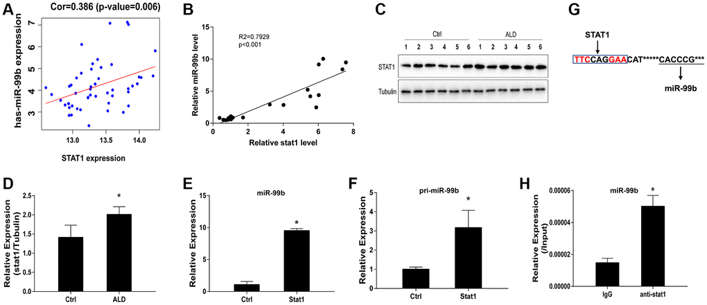 STAT1 enhances miR-99b expression in ALD model. (A) The correlation of STAT1 and miR-99b was analyzed using bioinformatic analysis. (B) The correlation of STAT1 and miR-99b was measured by qPCR in ALD mice. (C, D) The expression of STAT1 was detected by Western blot analysis in ALD mice. (E, F) The AML-12 cells were transfected with STAT1 overexpressing plasmid and the expression of miR-99b (E) and pri-miR-99b (F) was determined in the cells. (G) Prediction of STAT1 binding site on miR-99b promoter region. (H) The enrichment of STAT1 on miR-99b promoter was identified by ChIP analysis in AML-12 cells. *P 