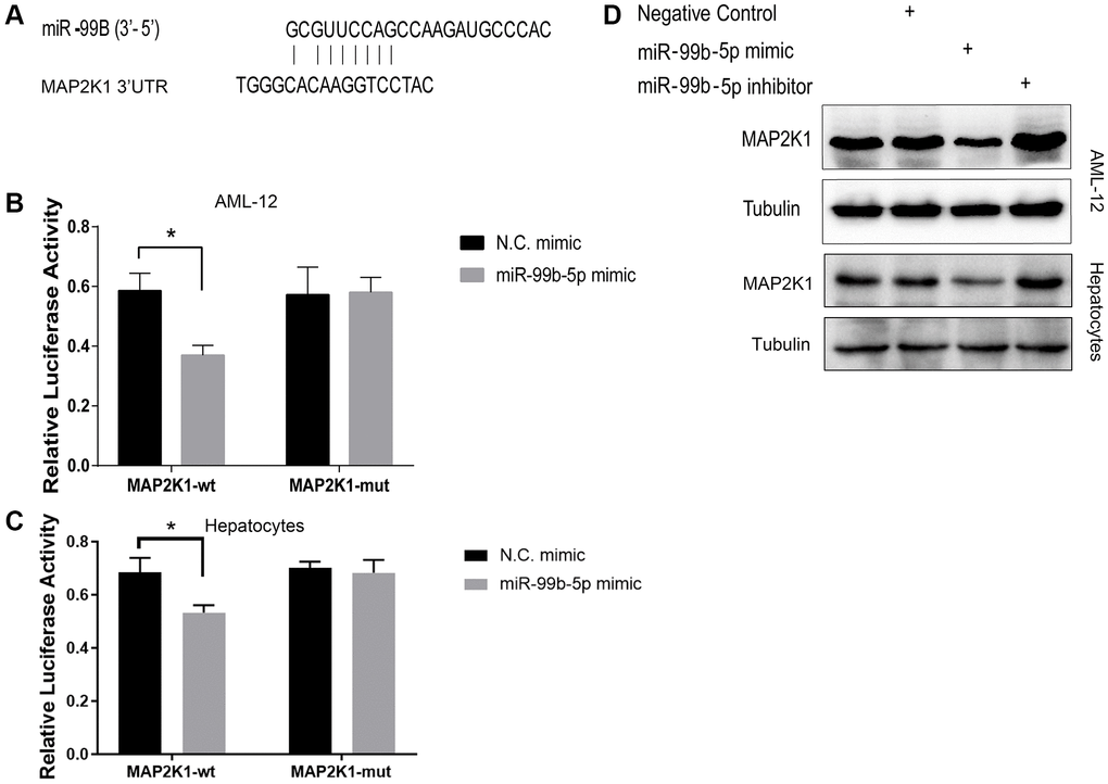 mir-99b targets MAP2K1 in AML-12 cells. (A) The binding analysis between MAP2K1 and miR-99b. (B, C) The dual luciferase reporter assays of MAP2K1 were conducted in (B) AML-12 cells and (C) primary hepatocytes treated with control mimic or miR-99b mimic. (D) The Western blot analysis of MAP2K1 was carried out in the AML-12 cells treated with control mimic or miR-99b mimic. *P 