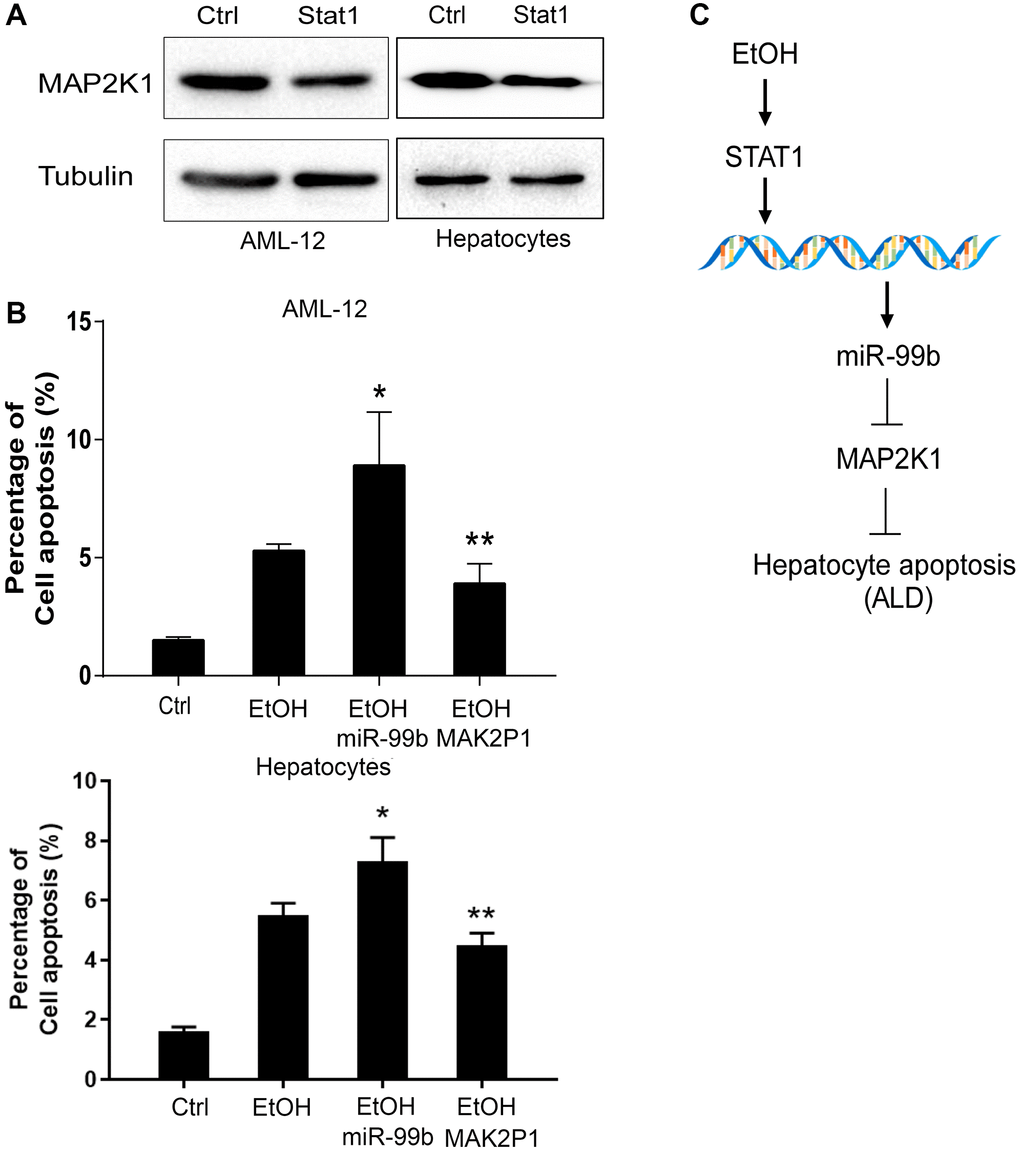 STAT1/miR-99b/MAP2K1 axis regulates apoptosis of AML-12 cells. (A) The AML-12 cells were transfected with STAT1 overexpressing plasmid and the expression of MAP2K1 was determined in the cells. (B) The apoptosis was analyzed in AML-12 cells treated with EtOH, or cotreated with EtOH and miR-99b mimic or MAP2K1 overexpressing plasmid. (C) A hypothesis model of this study was shown. *P **P 