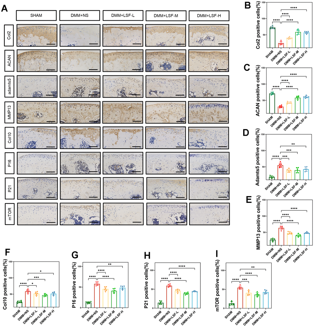LSF ameliorates the progression of OA and inhibits mTOR expression in the mice DMM model. (A) Immunohisto- chemical typical images of pathological sections of mice knee joints from different experimental groups (SHAM, DMM, DMM+LSF-L (0.08 g/kg), DMM+LSF-M (0.17 g/kg), and DMM+LSF-H (0.35 g/kg)), which were examined for the detection of Col2, ACAN, Adamts5, MMP13, Col10, P16, P21 and mTOR expression in mice cartilage. (Scale bar. 50 μm). (B–I) Quantitative results of immunohistochemical staining in 5 groups of mice. All data represent mean ± SD. compared to the SHAM group; ****P 