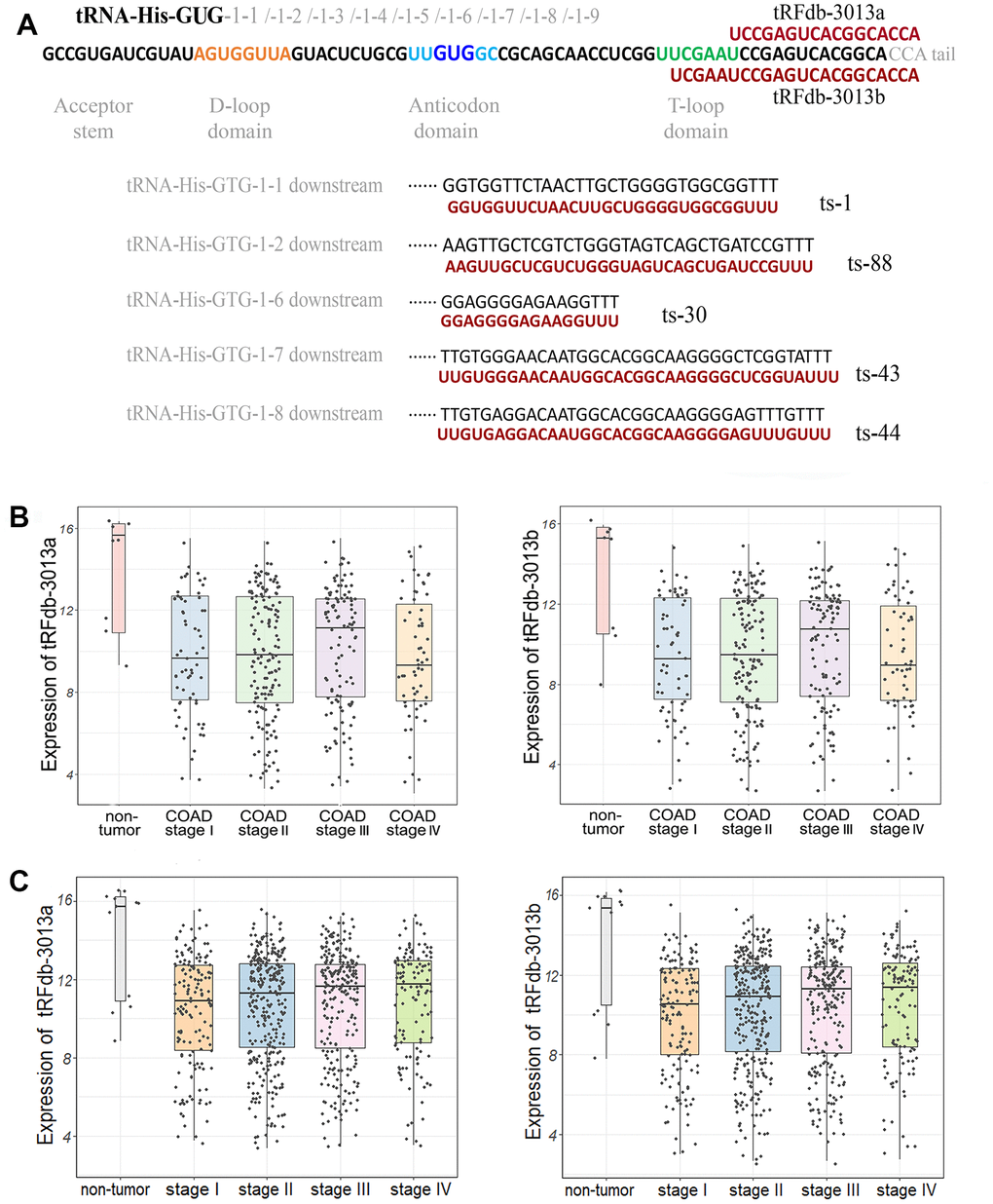 (A) Representative images of the sequence alignments between tsRNAs and its tRNA sources. (B) The scatter plus box plots of tRFdb-3013a and tRFdb-3013b expression (log2TPM) between non-tumor controls and colon adenocarcinomas (COAD) with four stages (both P C) The scatter plus box plots of tRFdb-3013a and tRFdb-3013b expression (log2TPM) between non-tumor controls and colon plus rectal adenocarcinomas (COAD-READ) with four stages (both P 