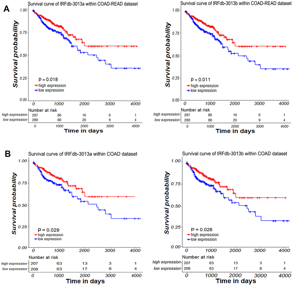The survival analysis of tRFdb-3013a and tRFdb-3013b. (A) KM curve survival analysis with log-rank tests based on tRFdb-3013a and tRFdb-3013b expression within colon adenocarcinoma plus rectum adenocarcinoma (COAD-READ) samples (n=805) of TCGA datasets. (B) KM survival analysis with log-rank tests based on tRFdb-3013a and tRFdb-3013b expression within colon adenocarcinoma samples (n=587) of TCGA-COAD dataset.