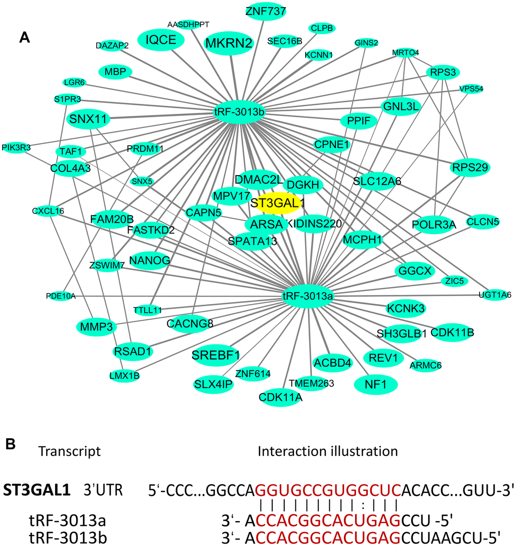 (A) The interactional network that involved tRFdb-3013a/b and their target genes based on tRFtarget database, the nodes represent target genes, and the lines represent the interaction relationships. (B) The binding sites of tRFdb-3013a/b in the 3’ UTR region of ST3GAL1 based on bioinformatics prediction.