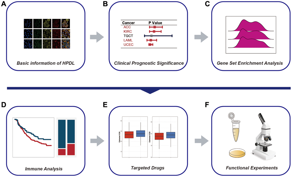 The workflow of the study. (A) Basic information of HPDL. (B) Clinical prognostic significance of HPDL in pancancer. (C) Gene set enrichment analysis of HPDL in pancancer. (D) Immune infiltration analysis of HPDL. (E) Identification of candidate drugs of HPDL. (F) The biological function of HPDL was verified by laboratory experiments.