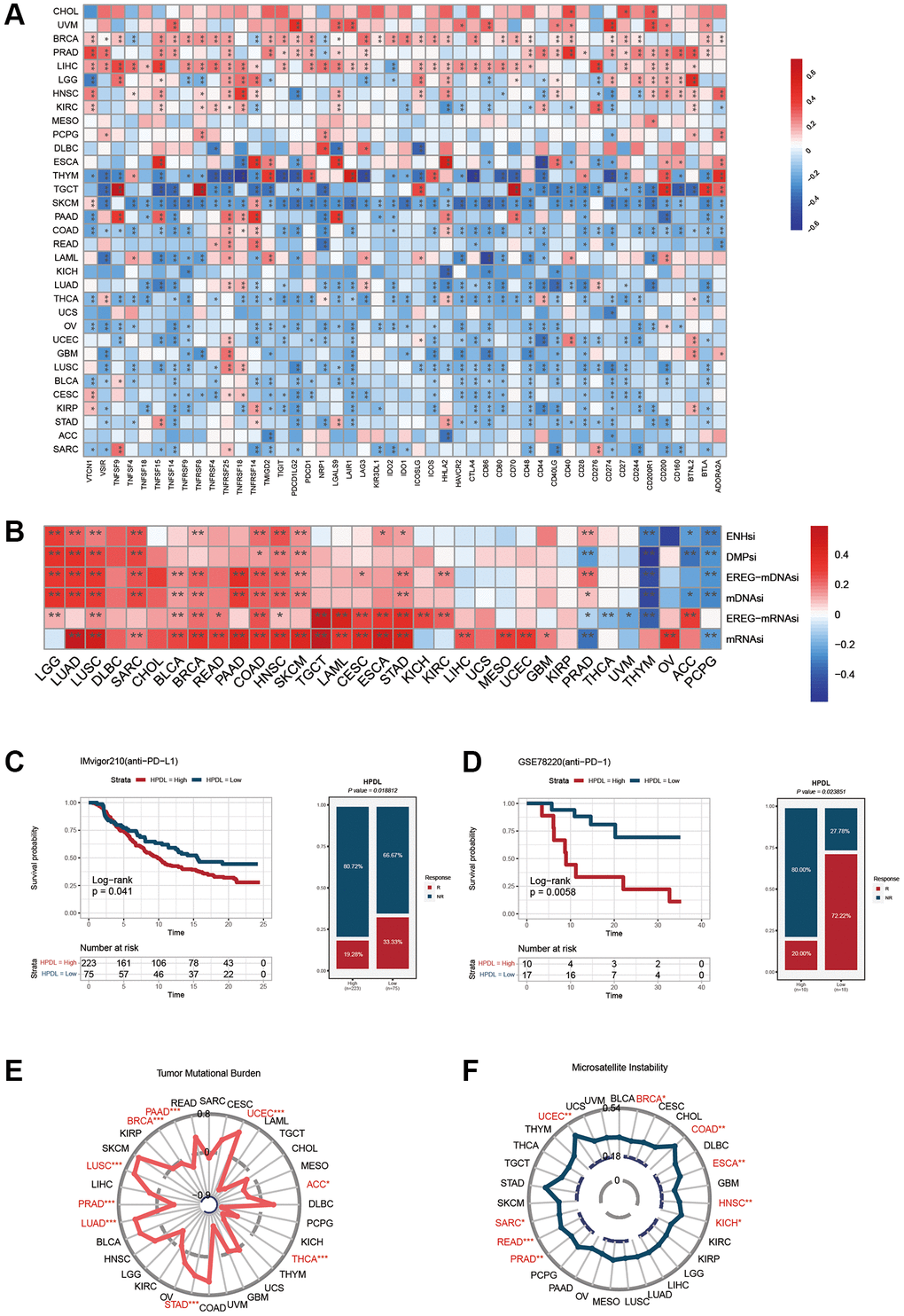 Influence of HPDL expression on anti-tumor immunity and immunotherapy response. (A) The Spearman correlation heatmap shows the correlation between the expression of HPDL and 47 kinds of immune regulators in pan-cancer. Red represents positive correlation and blue represents negative correlation. (B) The correlation between HPDL expression and the ENHsi, DMPsi, EREG-mDNAsi, mDNAsi, EREG-mRNAsi, and mRNAsi. (C) Kaplan-Meier curve of low and high-HPDL subgroup in IMvigor210 cohort (anti-PD-L1), and the proportion of tumors (including kidney cancer) in the low-HPDL and high-HPDL subgroups in the IMvigor210 cohort who responded to PD-1 therapy. (D) Kaplan-Meier curve of GSE78220 (anti-PD-1 melanoma) in the low and high-HPDL patient groups, and the proportion of melanoma patients in the GSE78220 low and high-HPDL subgroups that responded to anti-PD-1 therapy. (E, F) The correlation between HPDL expression and the TMB (E), and MSI (F). The labelled asterisk indicated the statistical p-value (*p **p ***p 