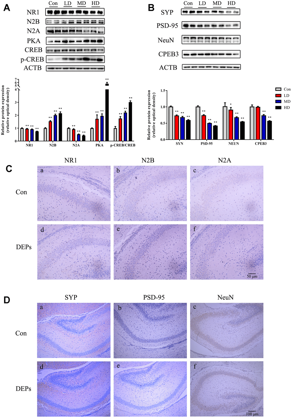 Protein expression of NMDA/PKA/CREB and CPEB3 signaling pathway-associated genes in hippocampus samples of 56 days male offspring mice. (A) Western blot analysis of p-CREB, CREB, PKA, N2A, N2B and NR1 protein in hippocampus. (B) Western blot analysis of CPEB3, NEUN, PSD-95 and SYN protein in hippocampus. (C) Immunohistochemical analysis of NR1, N2B and N2A protein in hippocampus. (a–c) Control group (CON). (d–f) DEPs treatment groups (DEPs, the MD group). (D) Immunohistochemical analysis of SYN, PSD-95 and NEUN protein in hippocampus. (a–c) Control group (CON). (d–f) DEPs treatment groups (DEPs, the MD group). The values shown are the mean ± SD of (NAB=9, NCD=3). Compared to control; * p p 