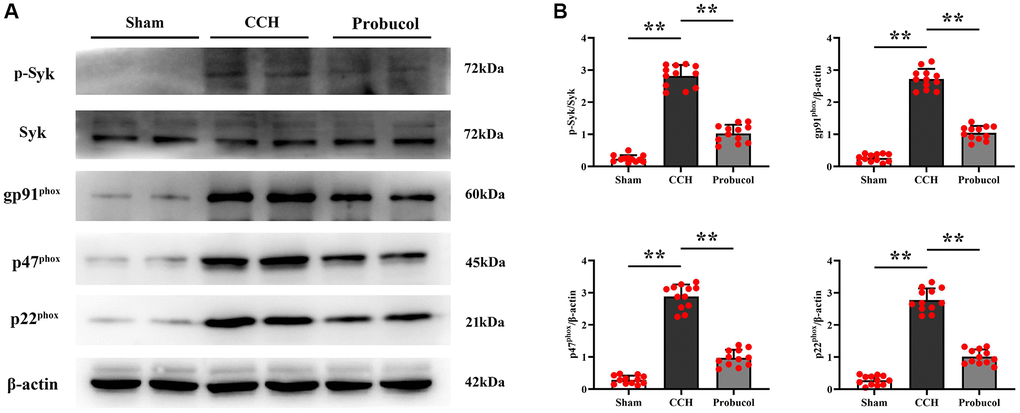Probucol reduces CCH-induced oxidative stress. (A) WB assay of p-Syk, Syk, and oxidative stress markers (gp91phox, p47phox, and p22phox). (B) Statistical data of WB assay results. Data are expressed as mean ± SEM. n = 12/group. **P 