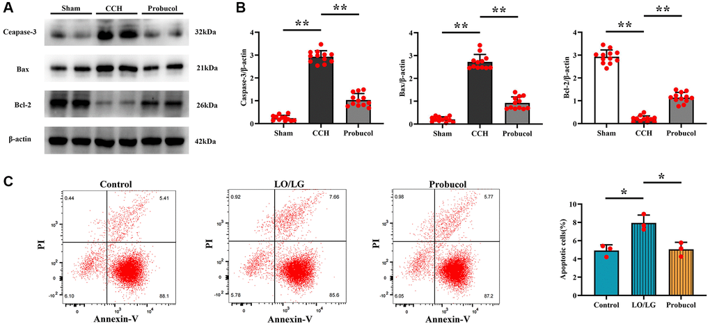 Probucol attenuates CCH-induced microglial apoptosis in rats and BV2 cells treated with LO/LG. (A) WB assay of apoptosis markers (Caspase-3, Bax, and Bcl-2). (B) Statistical data of WB assay results. n = 12/group. (C) Number of apoptotic cells measured by flow cytometry. n = 3/group. Data are expressed as mean ± SEM. n = 12/group. *P **P 