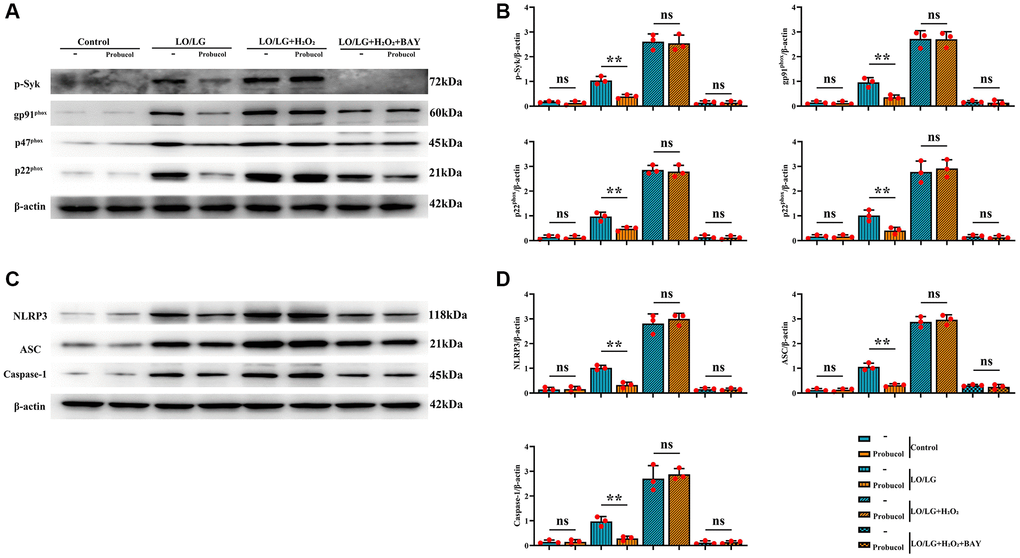 Probucol reduces oxidative stress and pyroptosis in microglial cells treated with LO/LG. (A) WB assay of p-Syk and oxidative stress markers (gp91phox, p47phox, and p22phox). (B) Statistical data of WB assay results. (C) WB assay of pyroptosis markers (NLRP3, ASC, and Caspase-1). (D) Statistical data of WB assay results. Data are expressed as mean ± SEM. n = 3/group. **P 