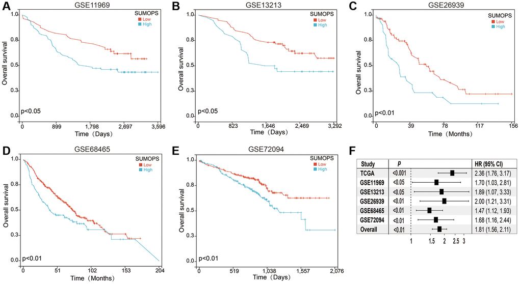 Validation of the SUMOPS model to predict the prognosis of LUAD patients. (A–E) Prognostic analysis investigating the role of SUMOPS in predicting outcomes within the (A) GSE11969, (B) GSE13213, (C) GSE26939, (D) GSE68465, and (E) GSE72094 cohort. (F) The meta-analysis indicated that the LUAD patients with high SUMOPS suffered poorer overall survival.