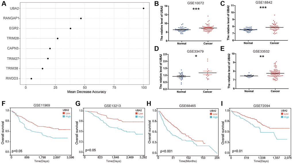 UBA2 is highly expressed in LUAD and is associated with poor prognosis in LUAD patients. (A) Random forest feature importance ranking for the SUMOPS genes; (B–E) The expression of UBA2 between LUAD and normal tissues in the (B) GSE10072, (C) GSE18842, (D) GSE33479 and (E) GSE33532 cohorts. (F–I) Prognostic analysis investigating the role of UBA2 in predicting outcomes in the (F) GSE11969, (G) GSE13213, (H) GSE68465 and (I) GSE72094 cohorts. *p **p ***p 
