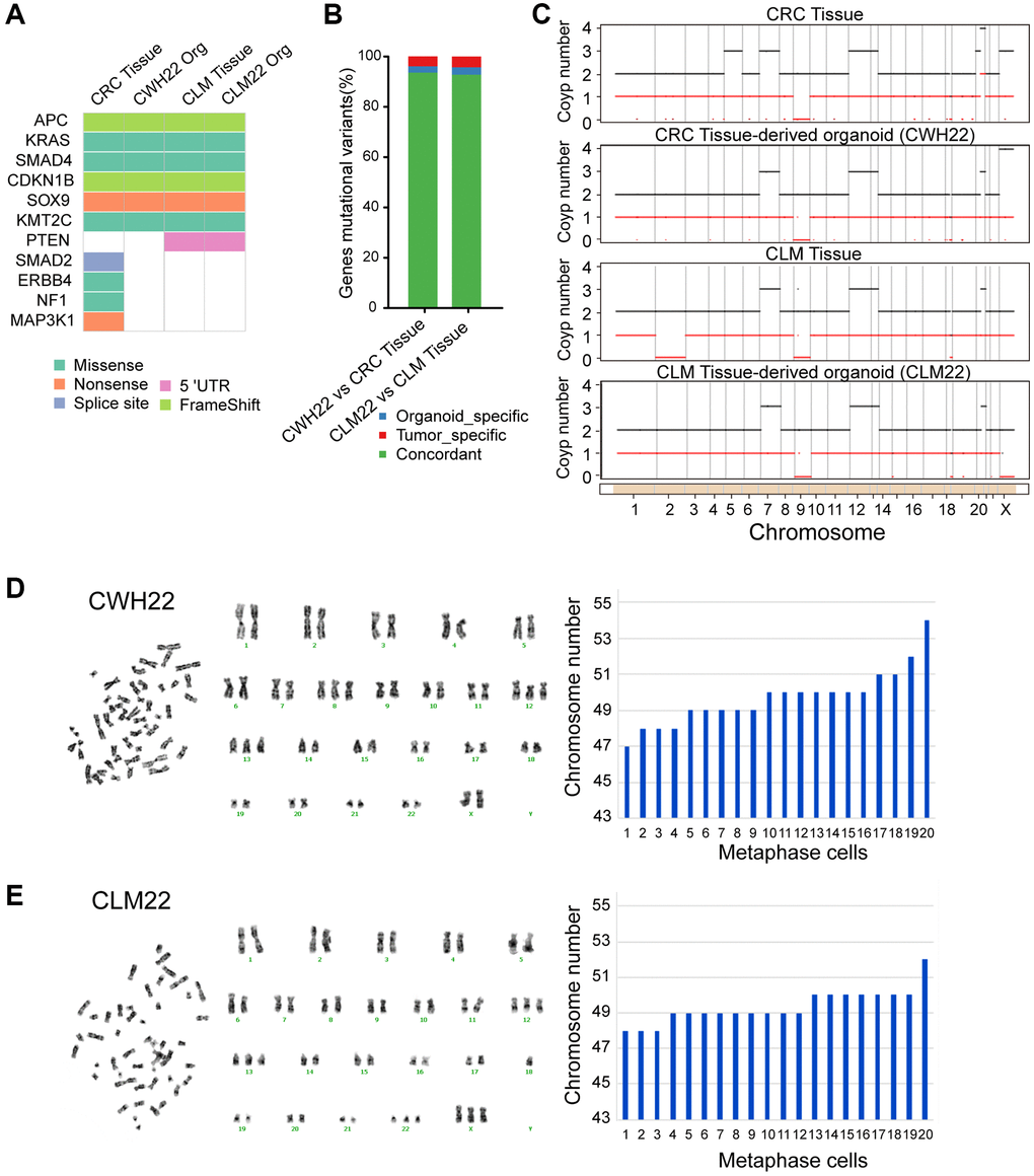 Whole-exome sequencing (WES) and chromosome karyotype analysis of CWH22 and CLM22 organoids. (A) Overview of somatic mutations found in CRC/CLM tissues and CWH22/CLM22 organoids. (B) Histogram showing the concordance (percentage) of SNVs between CWH22/CLM22 organoids and corresponding CRC/CLM tissues. (C) The ordinate represents the multiple copy variations, the black line represents the multiple total copy number variations, and the red line represents the multiple minor copy number variations. When the value of the black line is >2, the copy number increases; when it is D, E) Chromosome karyotype pairing from one representative karyotype analysis and the chromosome numbers of 20 different metaphase cells of (D) CWH22 and (E) CLM22.