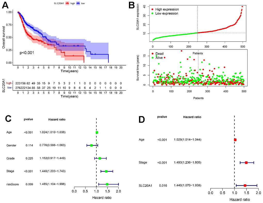HNSCC prognosis via SLC20A1. (A) Kaplan-Meier analysis of poor survival outcomes with SLC20A1 overexpression in HNSCC from TCGA database. (B) Risk score with survival time in TCGA database. (C, D) Forest plots representing the uni- and multivariate analysis of the significantly marked prognostics.