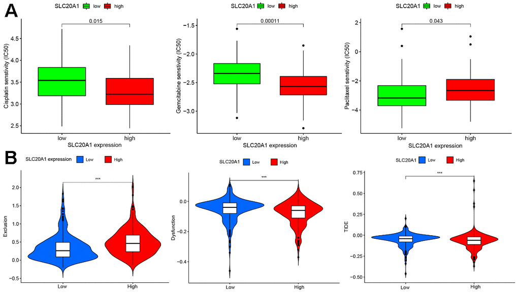 Chemotherapy and immunotherapy response were associated with SLC20A1 expression in HNSCC. (A) Chemotherapeutic responses with differential SLC20A1 expression in HNSCC. (B) Correlation between SLC20A1 expression and immunotherapy responses. *, PPP