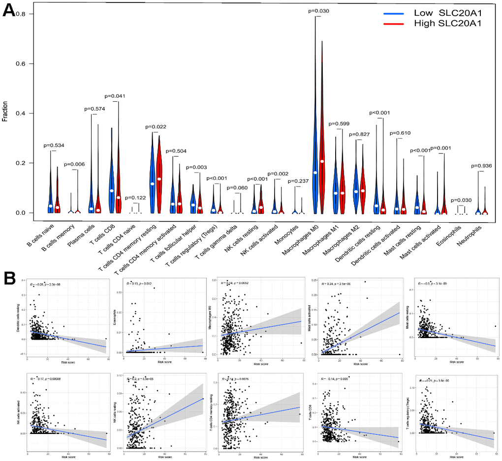 Association between SLC20A1 expression and TIICs in HNSCC. (A) Abundance of TIICs infiltration between low and high SLC20A1 expression in HNSCC from CIBERSORT database. (B) Correlation between SLC20A1 expression and TIICs from TIMER database.