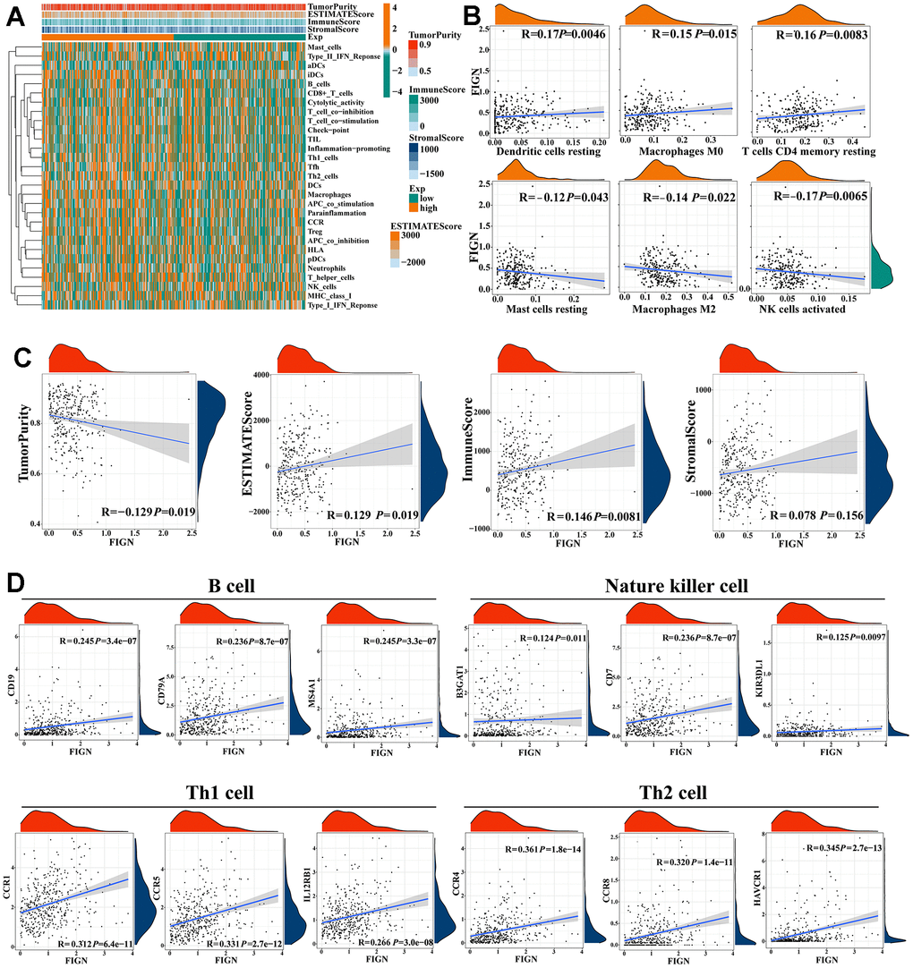 Correlations of FIGN expression with immunotherapy related genes in HCC. (A) Expression patterns of 29 immune cell subtypes in TumorPurity, ESTIMATEScore, ImmuneScore, and StromalScore between high- and low-FIGN expression groups in HCC tumor samples. (B) Correlation between FIGN expression and dendritic cells resting, macrophage M0, T cell CD4 memory resting, mast cell resting, macrophages M2 and NK cell activated. (C) Correlation between FIGN expression and TumorPurity, ESTIMATEScore, ImmuneScore, StromalScore. (D) Correlation between FIGN and immune cell markers include CD19, CD79A and MS4A1 of B cell; B3GAT1, CD7 and KIR3DL1 of nature killer cell; CCR1, CCR5 and IL12RB1 of Th1 cell; CCR4, CCR8 and HAVCR1 of Th2 cell.