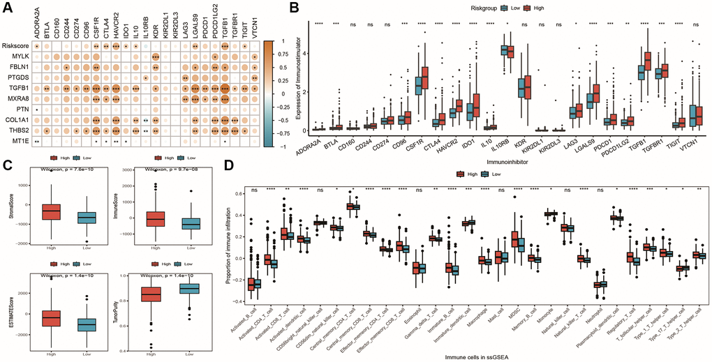 Differences in immune microenvironment among model groups. (A) Correlation coefficient heatmap between model and immune checkpoint expression, with point color representing the level of correlation and *indicating significance; (B) Box plot showing differential expression of 23 immune checkpoint inhibitors between high and low-risk groups; (C) Box plot showing differences in stromal score, immune score, ESTIMATE score, and tumor purity, with red and blue representing high and low-risk groups, respectively; (D) Box plot showing differences in immune cell infiltration proportions calculated by ssGSEA algorithm between high and low-risk groups, with red and blue representing high and low-risk groups, respectively.