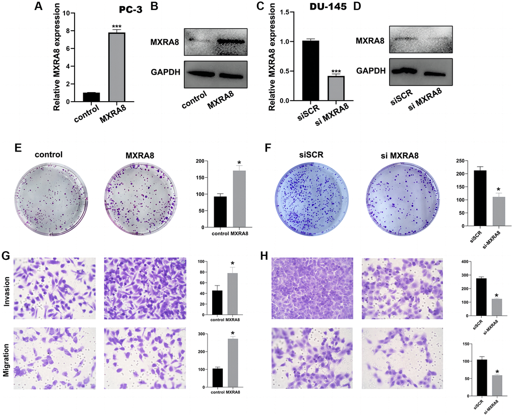 The role of MXRA8 in PC-3 cells and DU-145 cells. (A, B) After overexpression of MXRA8, the mRNA and protein levels of MXRA8 were up-regulated in PC3 cells; (C, D) After MXRA8 knockout, the RNA and protein expression of MXRA8 in DU-145 cells decreased; (E) After overexpression of MXRA8, the proliferation ability of PC-3 cells increased; (F) After knocking out MXRA8, the proliferation ability of DU-145 cells decreased; (G) After overexpression of MXRA8, the migration and invasion ability of PC-3 cells increased; (H) After knocking out MXRA8, the migration and invasion ability of DU-145 cells decreased.