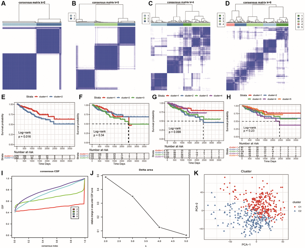 Identification of prostate cancer subtypes. (A–D) Clustering results for k = 2, k = 3, k = 4, and k = 5; (E–H) Survival curves for k = 2, k = 3, k = 4, and k = 5, with different colors representing different clusters; (I) CDF curve distribution for consensus clustering; (J) Distribution of area under the CDF curve for consensus clustering; (K) PCA scatter plot showing the classification results, with red representing C1 and blue representing C2.